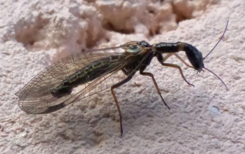 Phaeostigma sp.